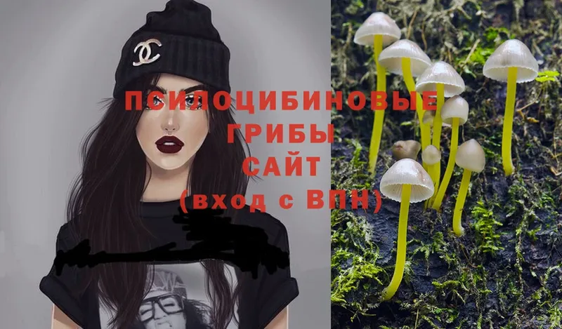 Псилоцибиновые грибы Cubensis  blacksprut маркетплейс  Андреаполь  купить наркотики цена 